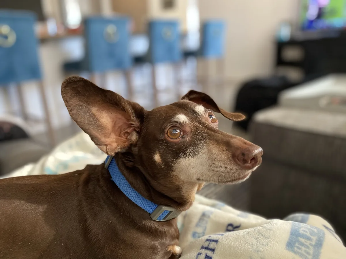 Chase resting indoors on a blanket