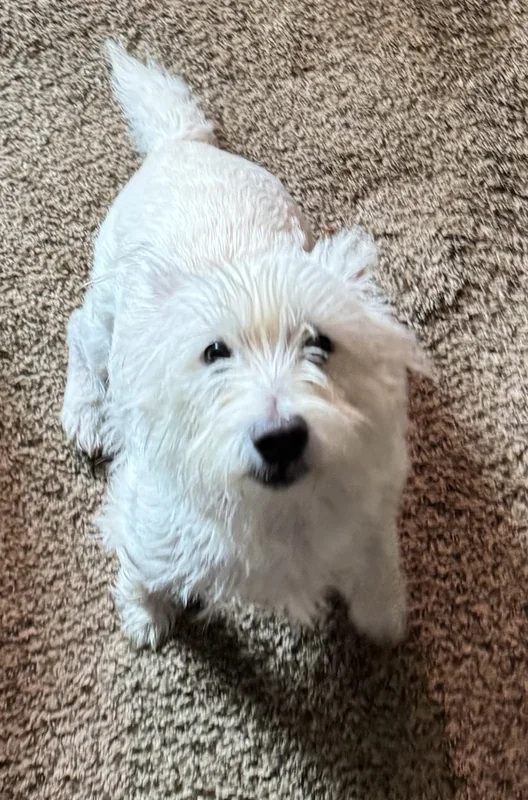 Finlee, Chairman of Morty and Babes