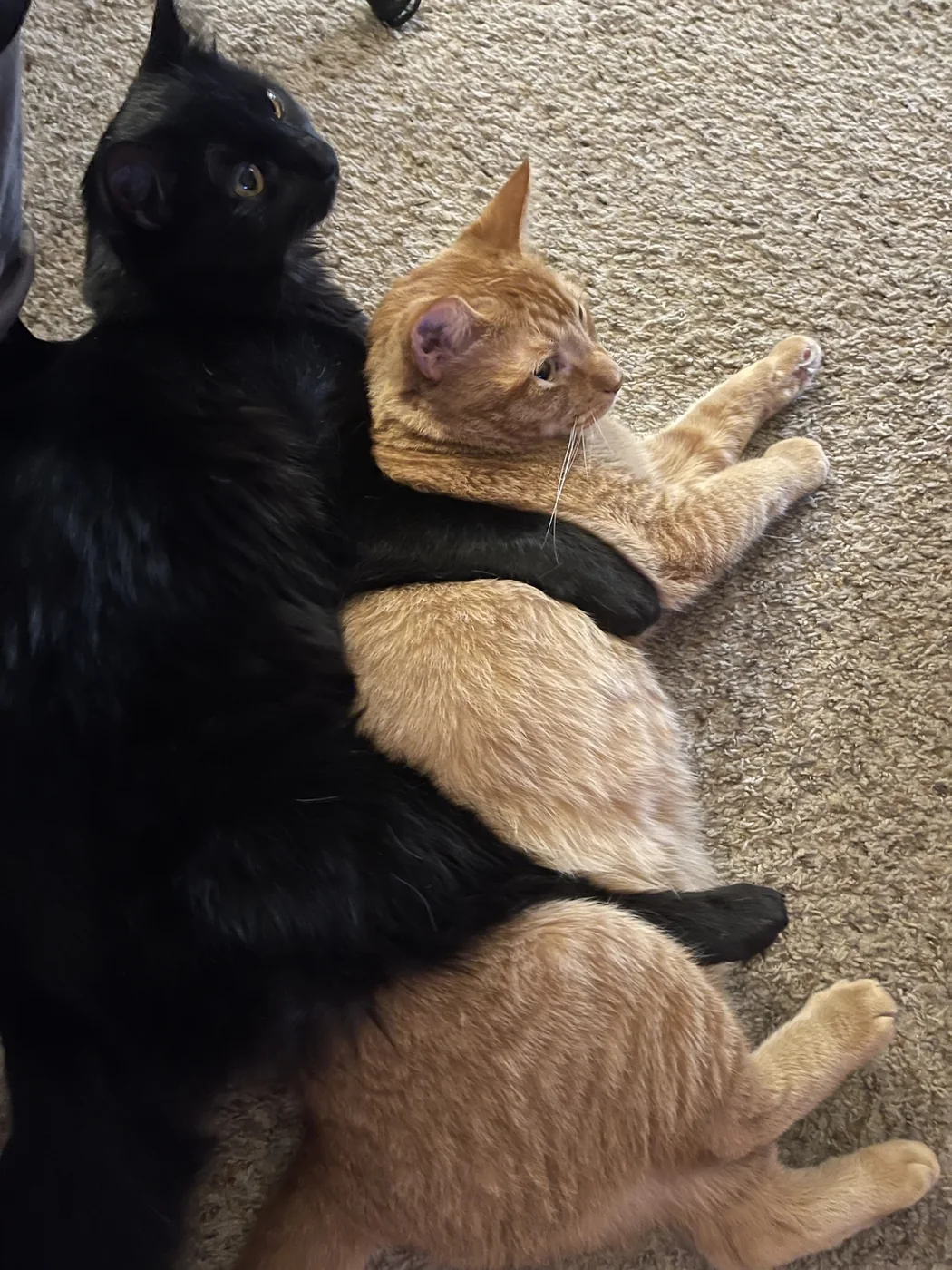 A black cat cuddling two orange kittens