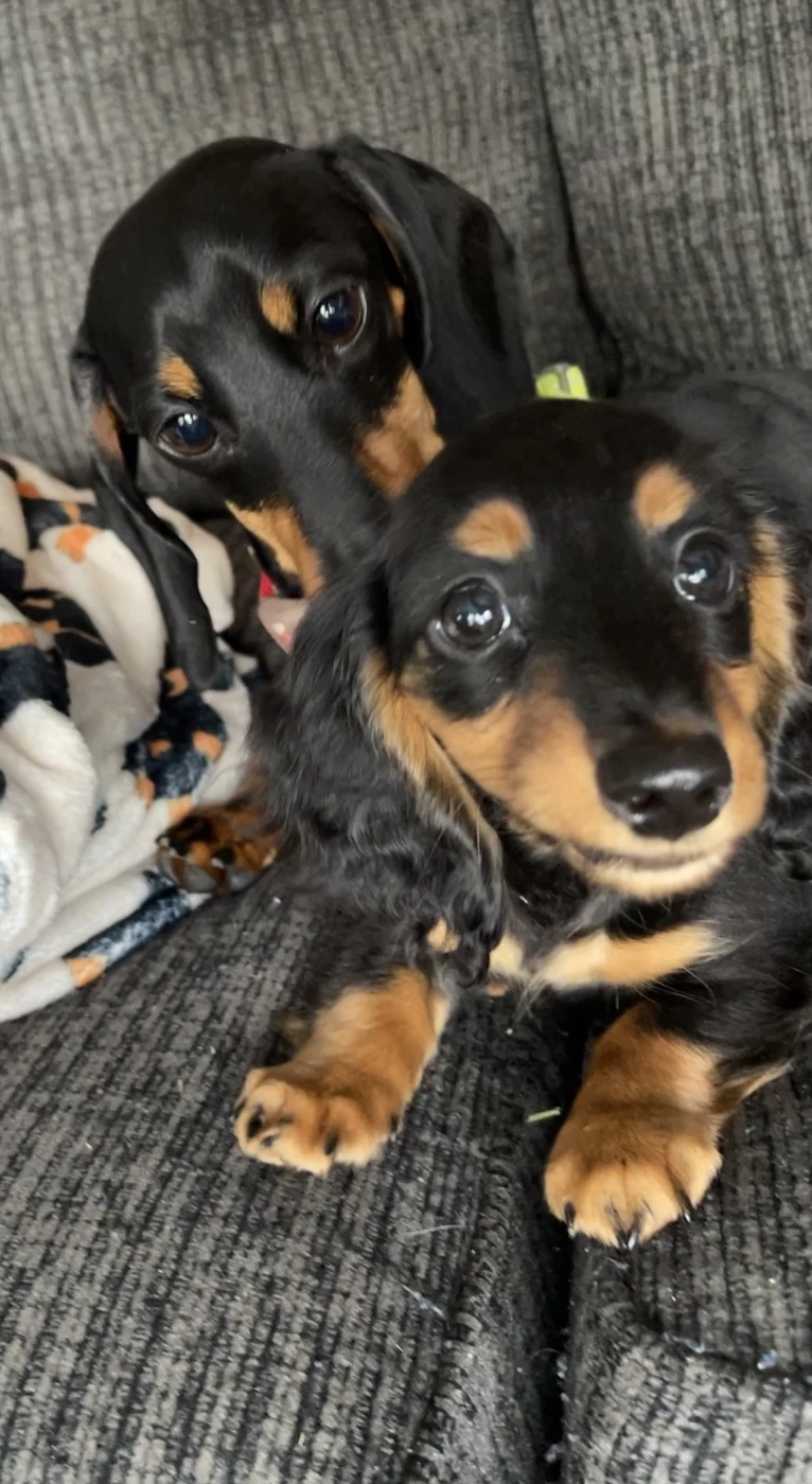 Two dachshunds sitting together on a couch