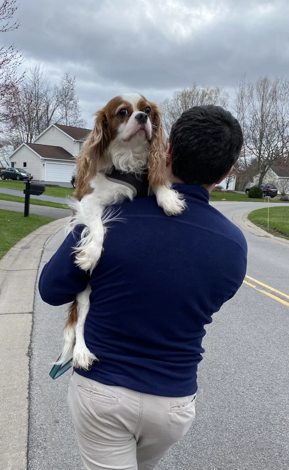 A person carrying a Cavalier King Charles Spaniel during a neighborhood walk